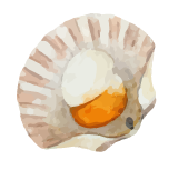 Oyster Illustration