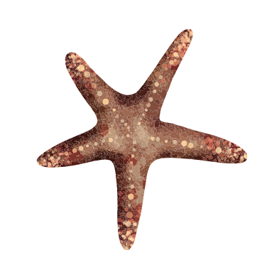 Star Fish Illustration