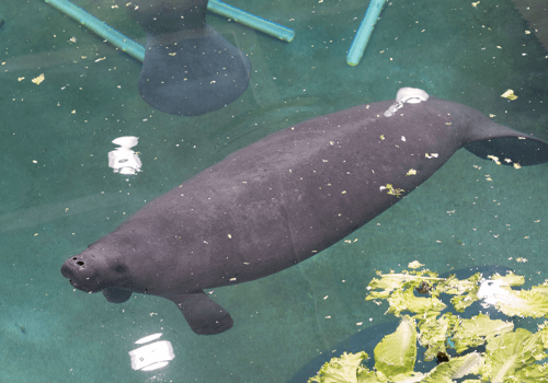 manatee in the parker manatee rehab aquarium at the bishop museum of science and nature