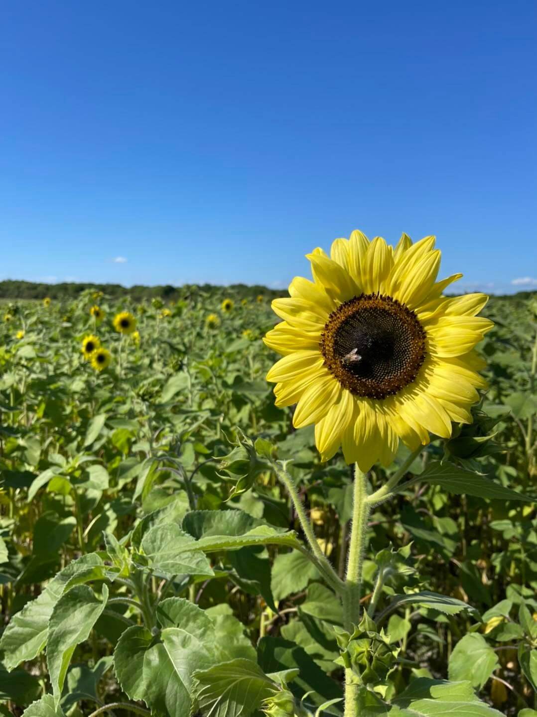 sunflower at hunsader farms