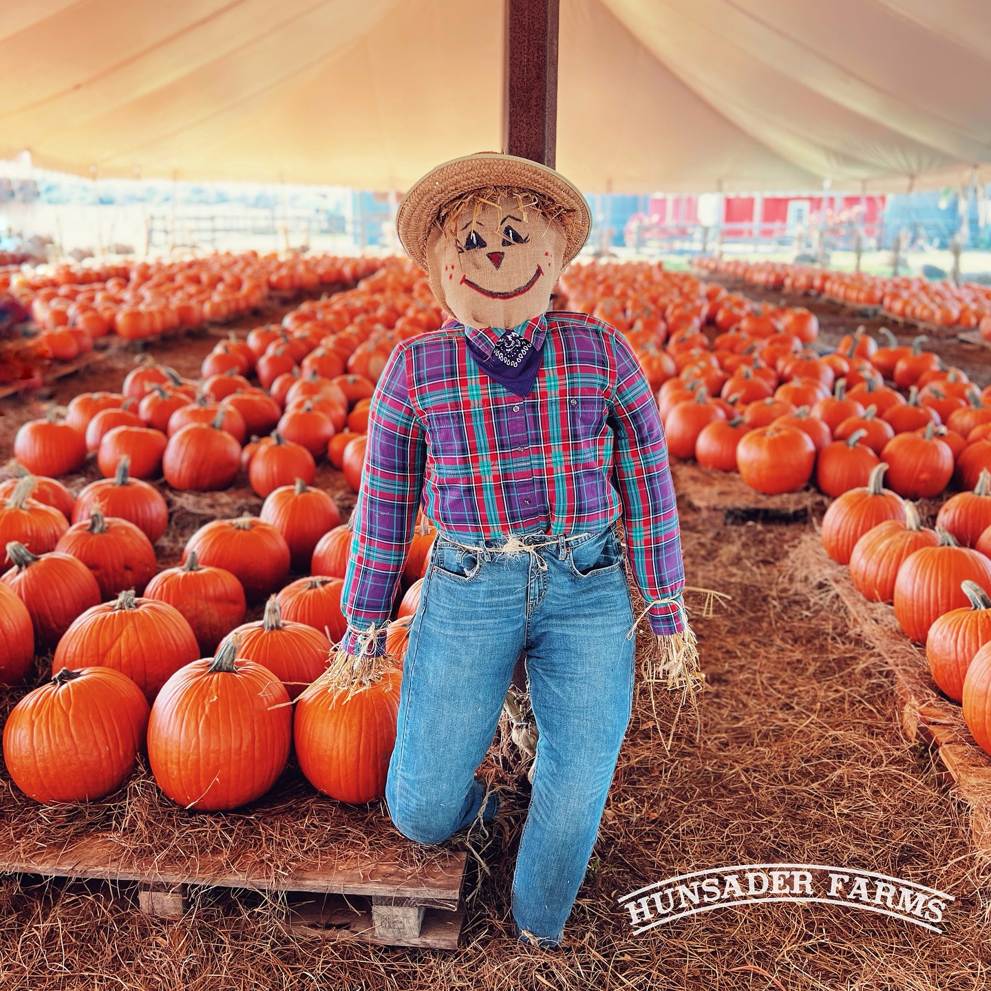 Scarecrow among pumpkins at farm