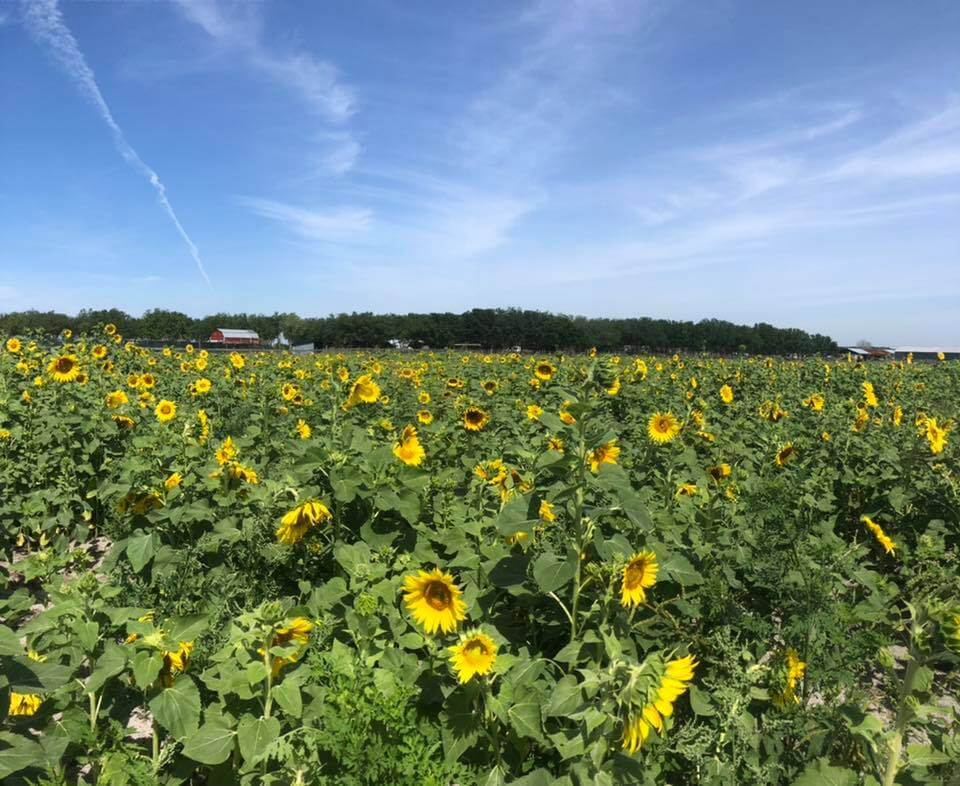 field of sunflowers at hunsader farms