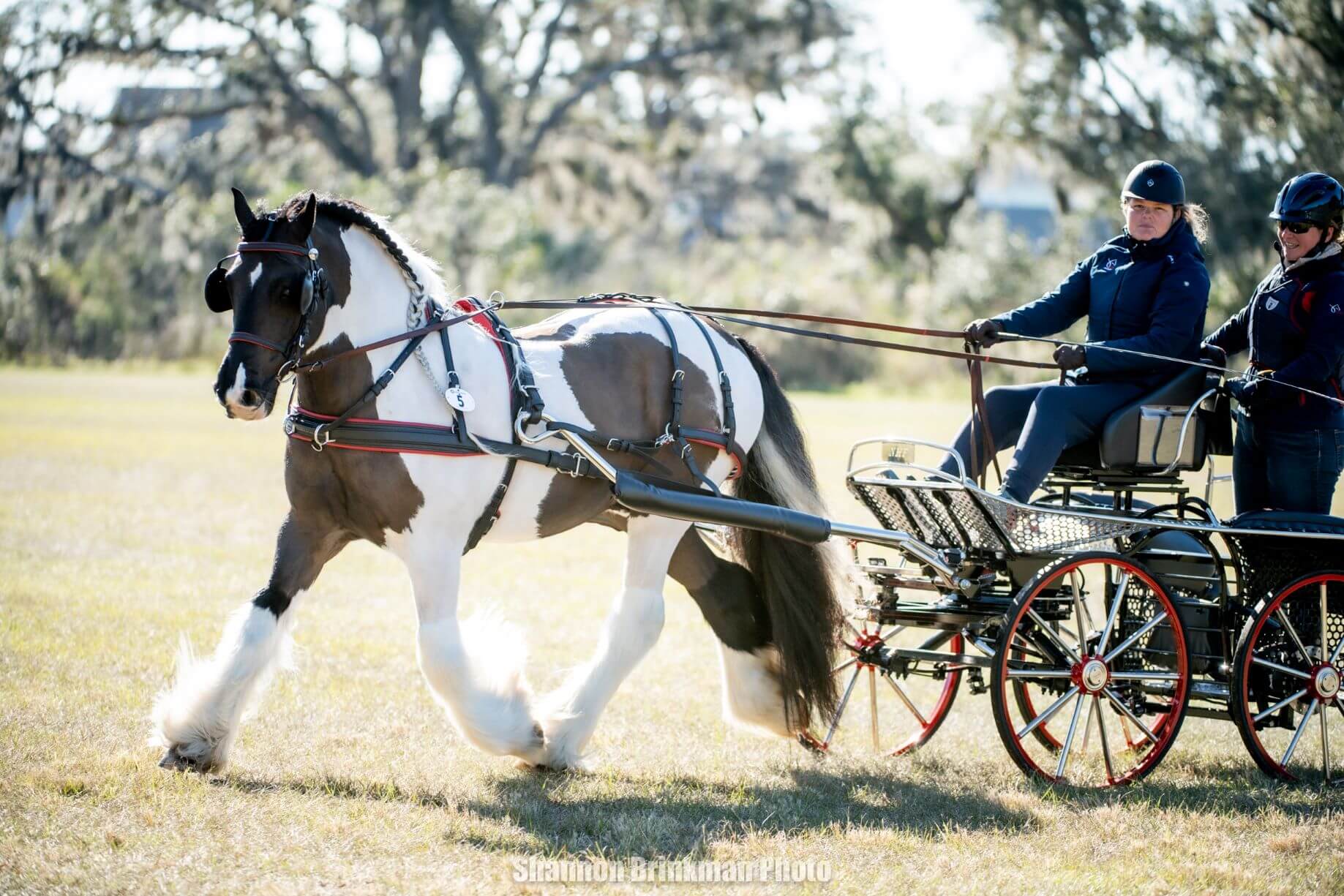 TerraNova Combined Driving - horse pulling carriage
