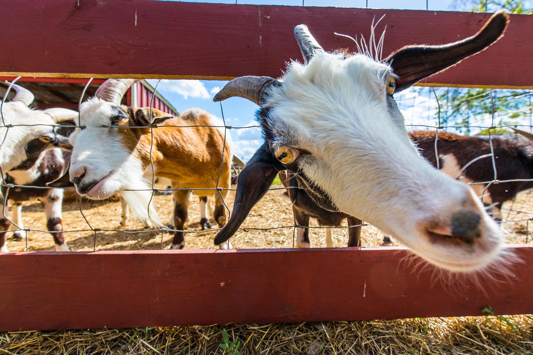 Bradenton Area Farm Guide