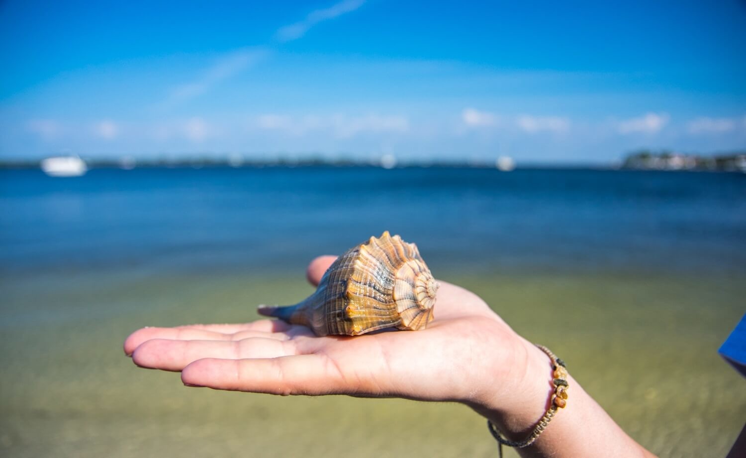 Shelling with Care: Sustainable Practices on Bradenton Area Beaches ...